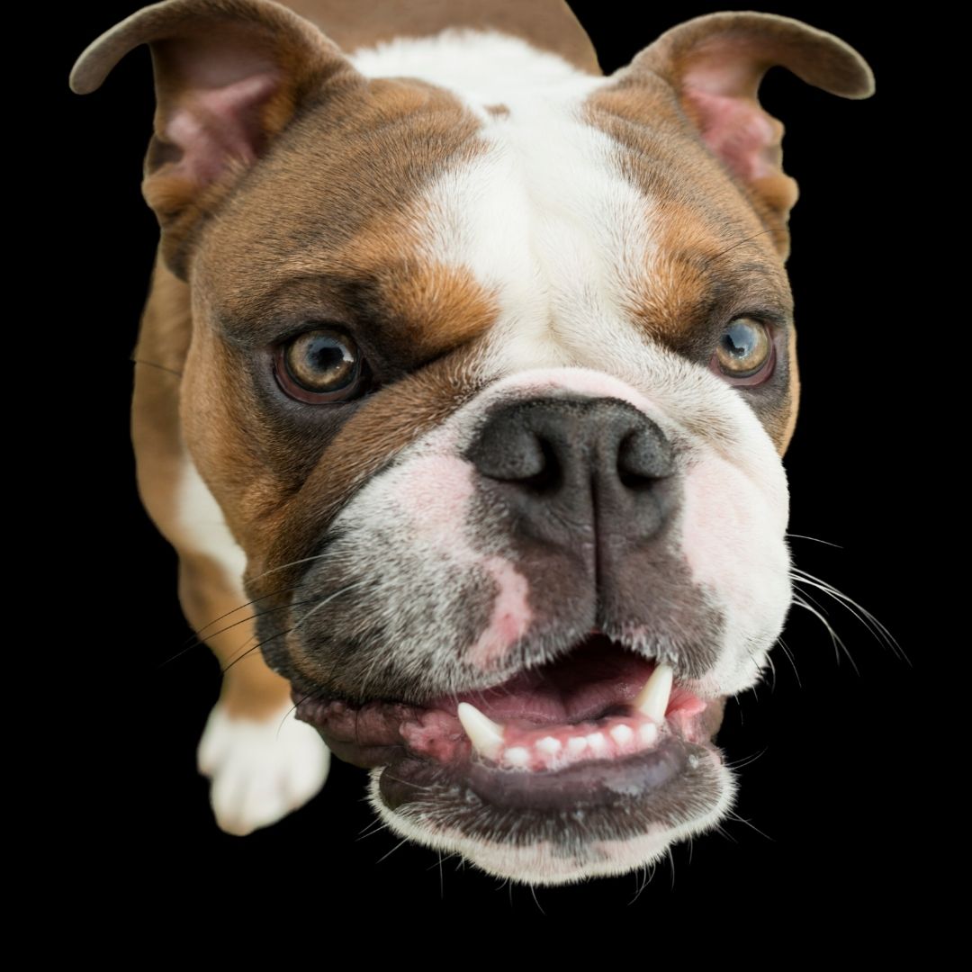 Englische Bulldogge