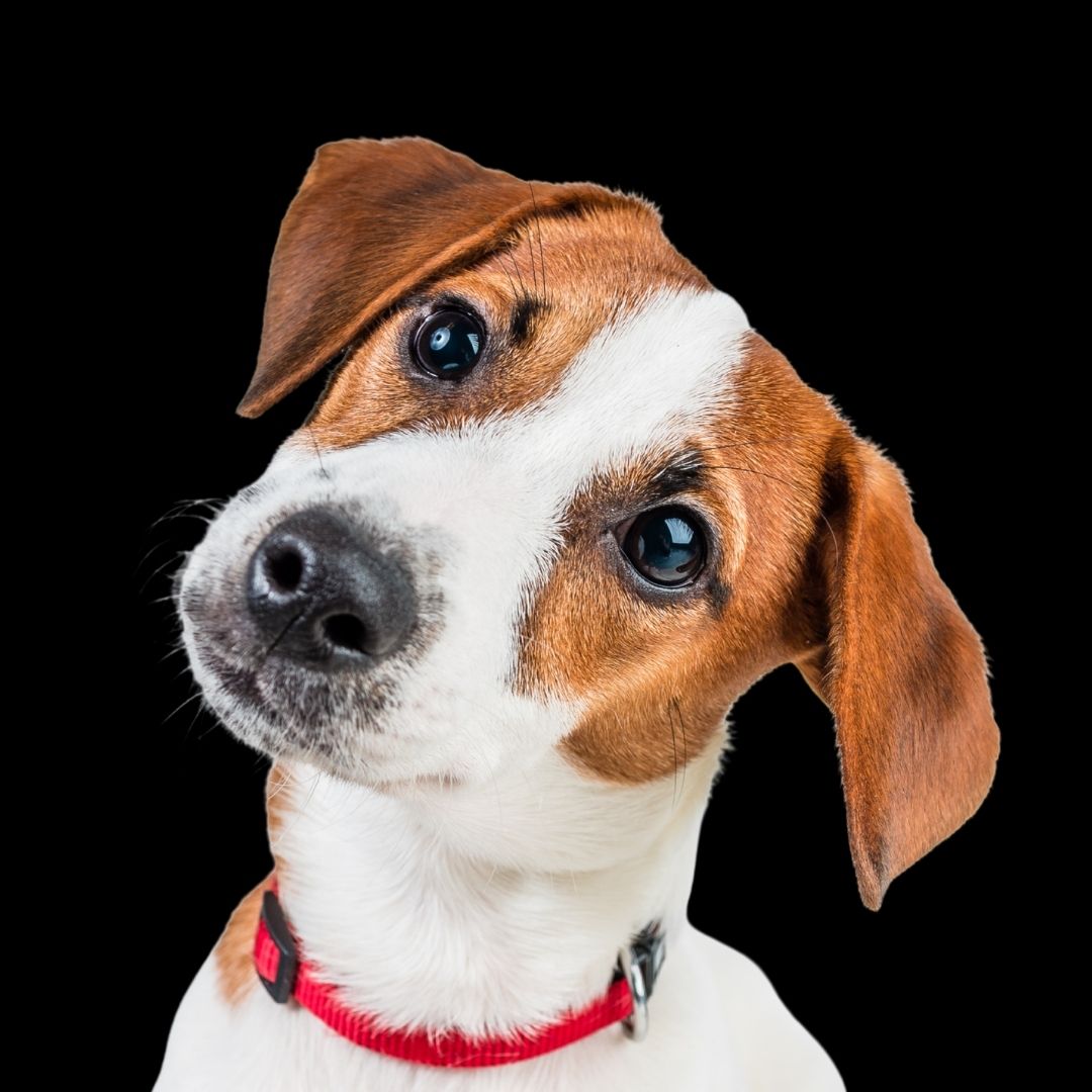 Jack Russell Terrier